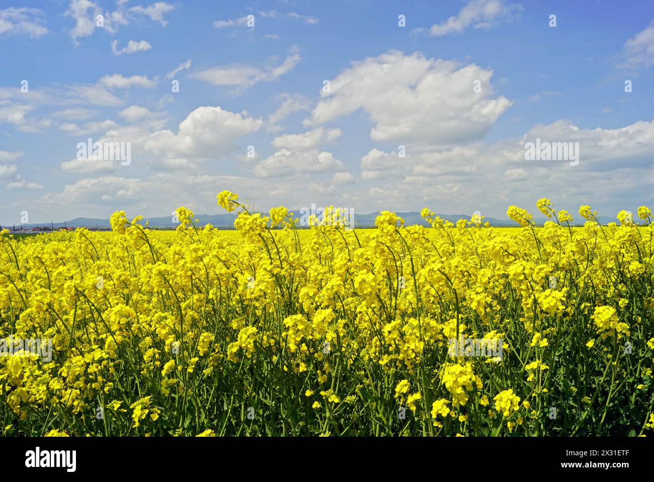 Ein Feld mit blühendem, hellgelbem Rapssamen und blauem Himmel mit Wolken. Stockfoto