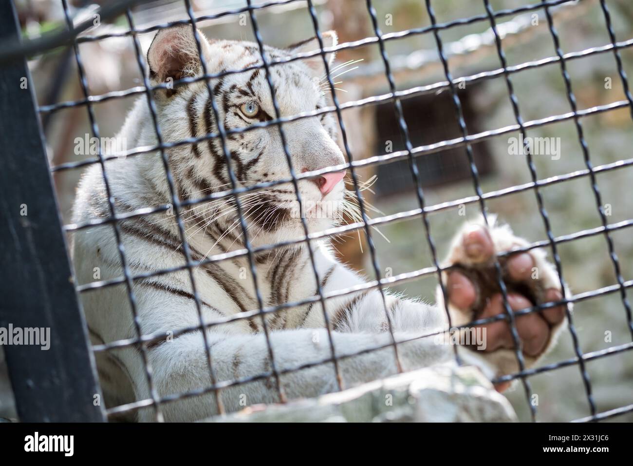 Schöner weißer Tiger in einem Käfig im Zoo Stockfoto