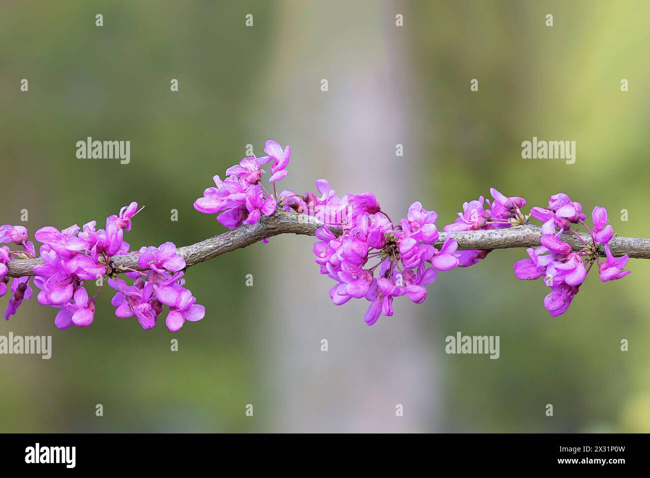 Cercis chinensis in voller Blüte, der Judas-Baum rosa Blüten im Frühjahr, Fokus Stapel Stockfoto