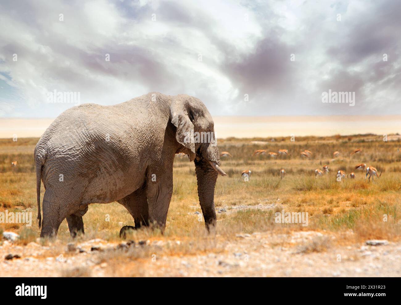 Geisterelefant von Etosha - das liegt an der hellen Farbe des Elefanten und der Umgebung. Stockfoto