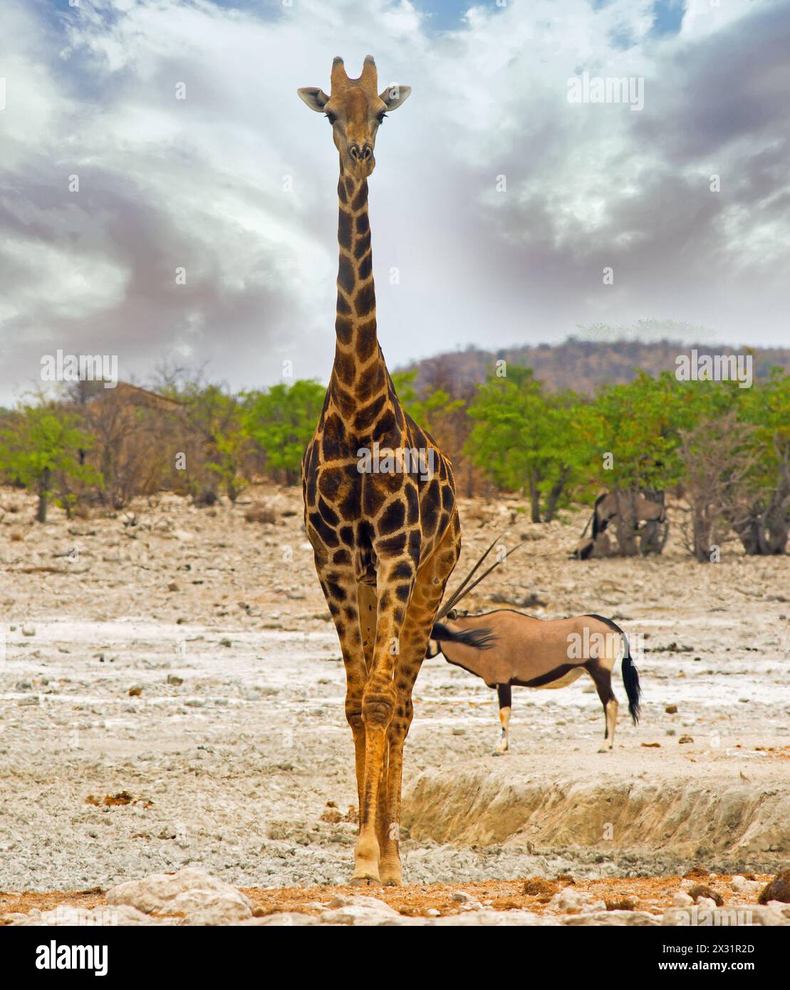 Voll eingerahmte Giraffe mit Blick in die Kamera mit einem Oryx und Eland auf den trockenen offenen afrikanischen Ebenen Stockfoto