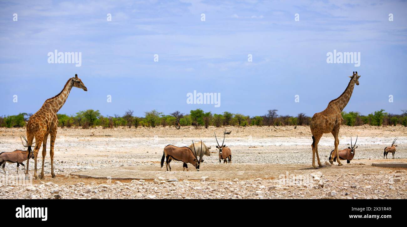 Panoramablick auf die afrikanische Savanne mit zwei Giraffen und Gemsbok Oryx, während ein Rhinozeros im Hintergrund davonläuft Stockfoto