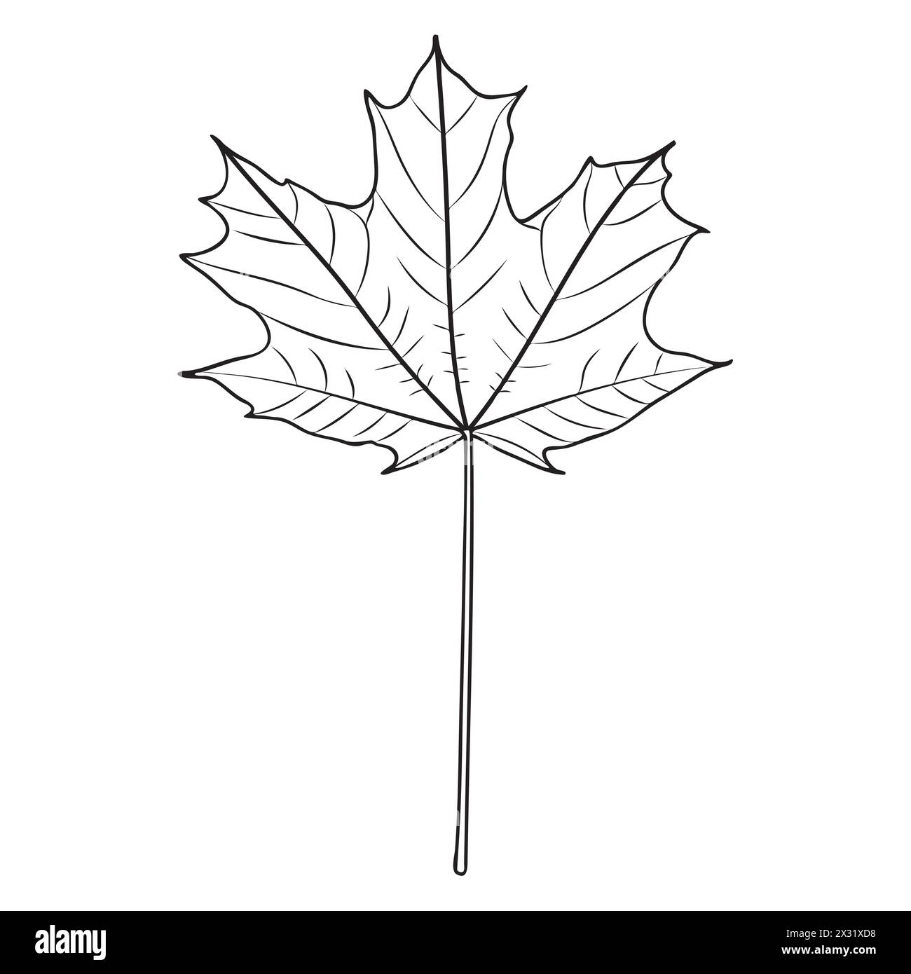 Zucker-Ahornblatt-Umriss, Vektor-botanische Illustration. Ahornbaum-Blattkontur, Ausmalbuch-Seite. Stock Vektor