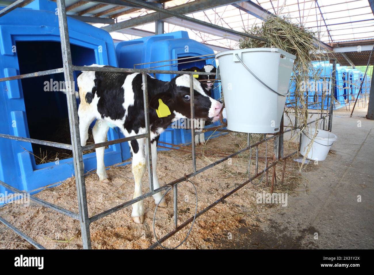 Kalb auf einer Milchfarm, Trinkwasser aus Trinkschüsseln Stockfoto