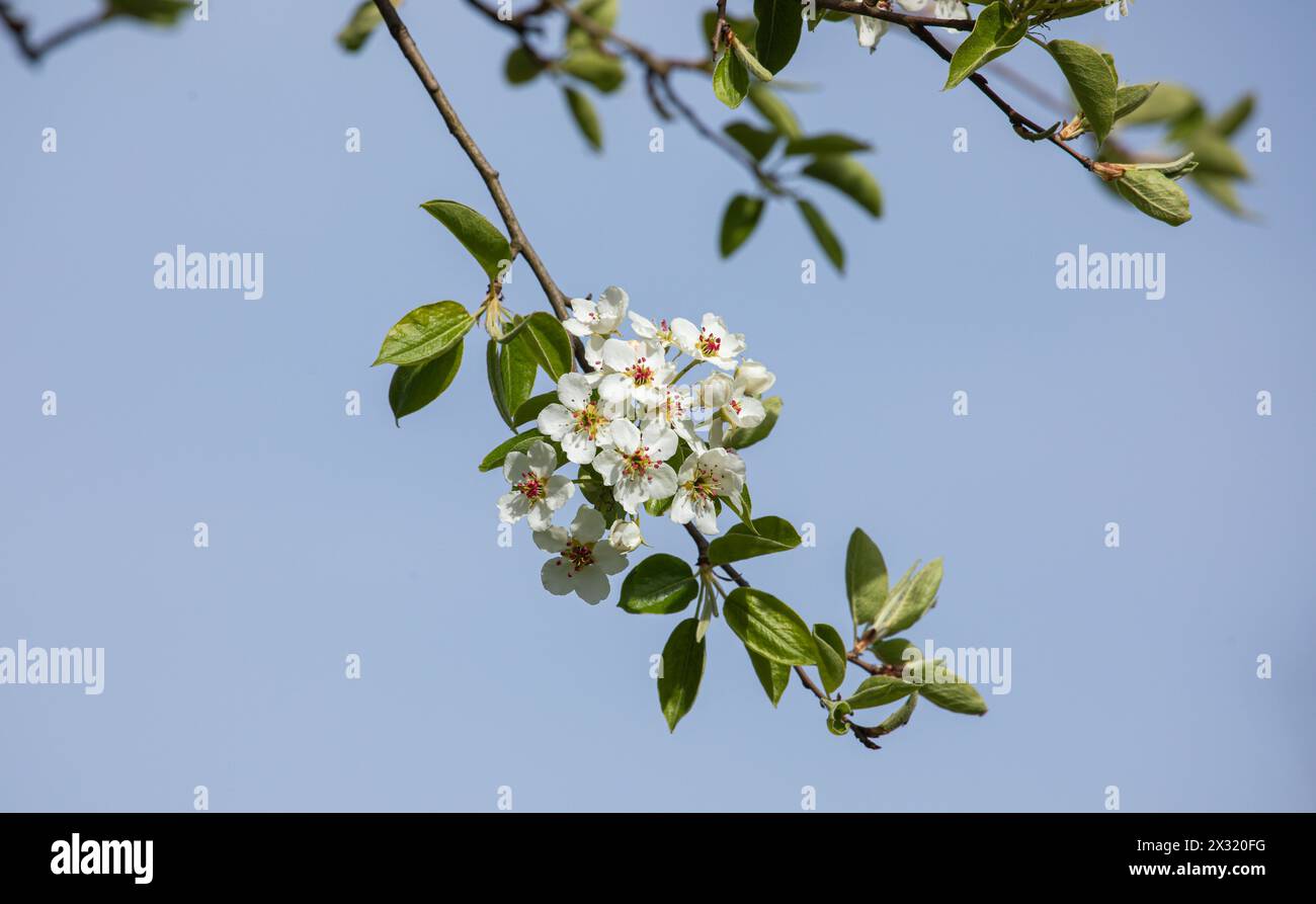 Blüten im Frühjahr an einem Baum. (Stein am Rhein, Schweiz, 12.04.2022) Stockfoto