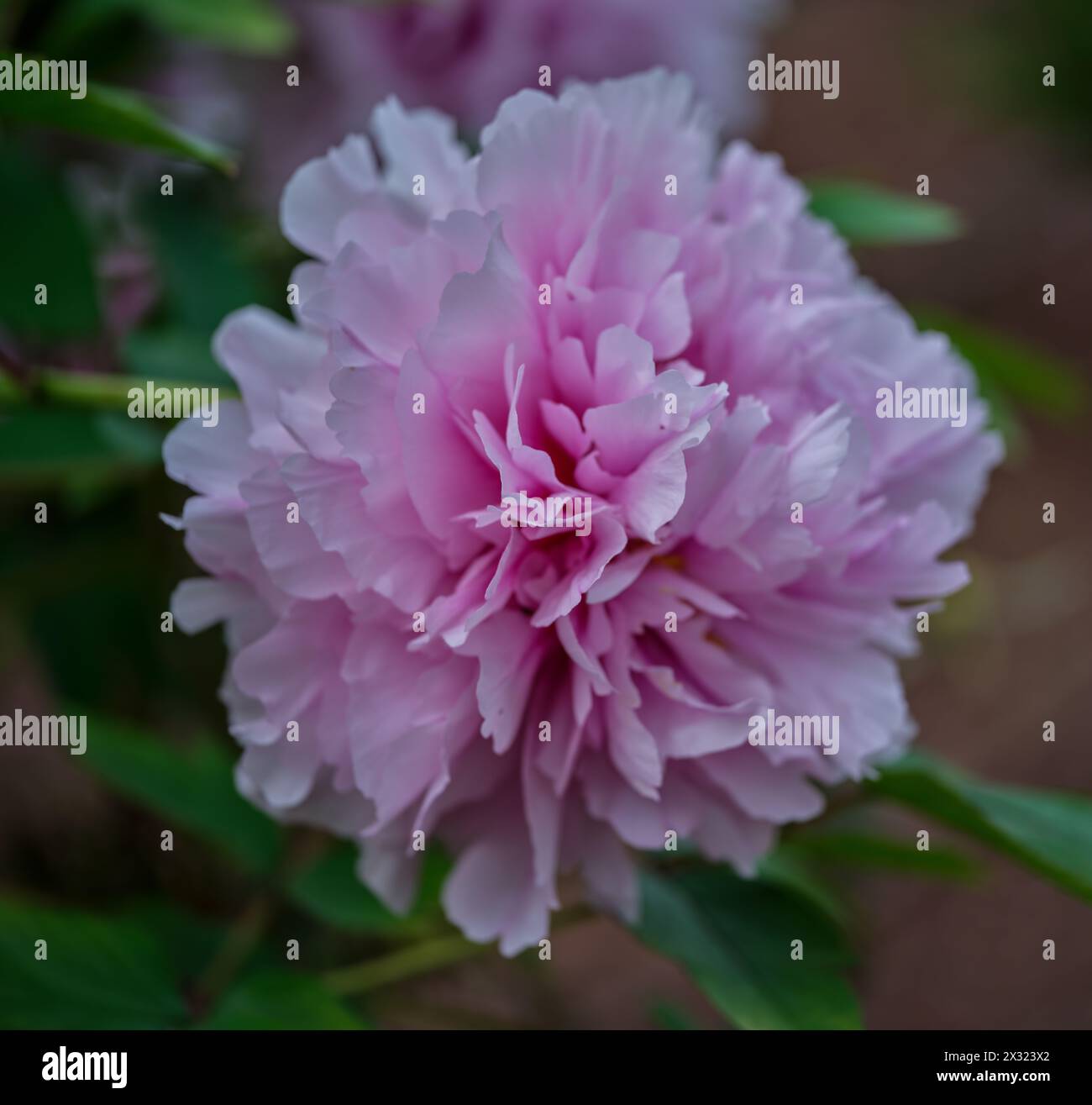 Üppige rosa Pfingstrose Nahaufnahme Stockfoto