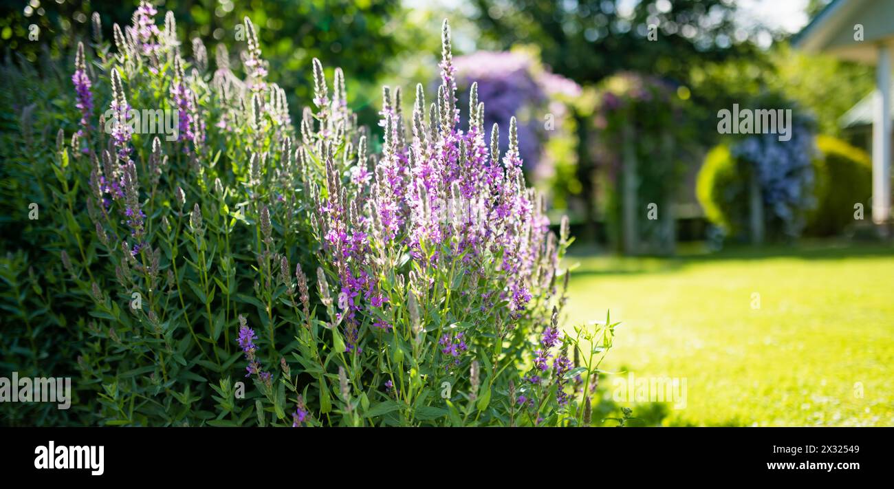 Purpurrote Blüten der Loosestrife blühen am sonnigen Sommertag im Garten. Lythrum tomentosum oder stachelte im Freien auf einem Blumenbeet. Stockfoto