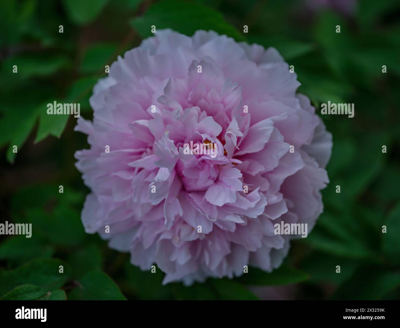 Üppige rosa Pfingstrose Nahaufnahme Stockfoto