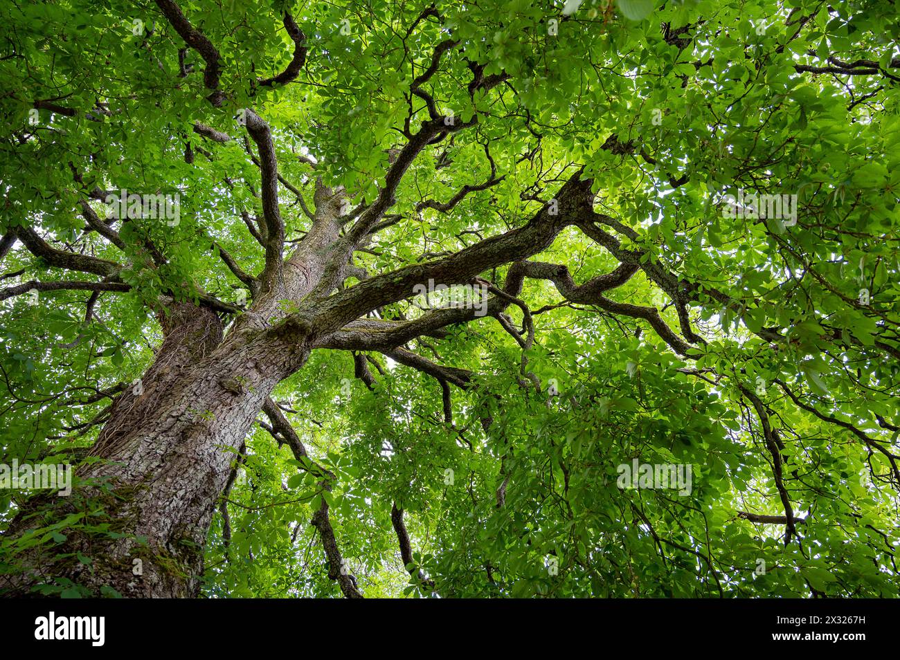 Botanik, Kastanien, VORSICHT! FÜR DIE VERWENDUNG VON GREETINGCARD/POSTKARTEN IN DEUTSCHSPRACHIGEN LÄNDERN GELTEN MÖGLICHERWEISE BESTIMMTE EINSCHRÄNKUNGEN Stockfoto