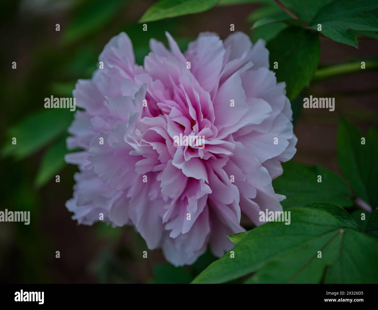Üppige rosa Pfingstrose Nahaufnahme Stockfoto