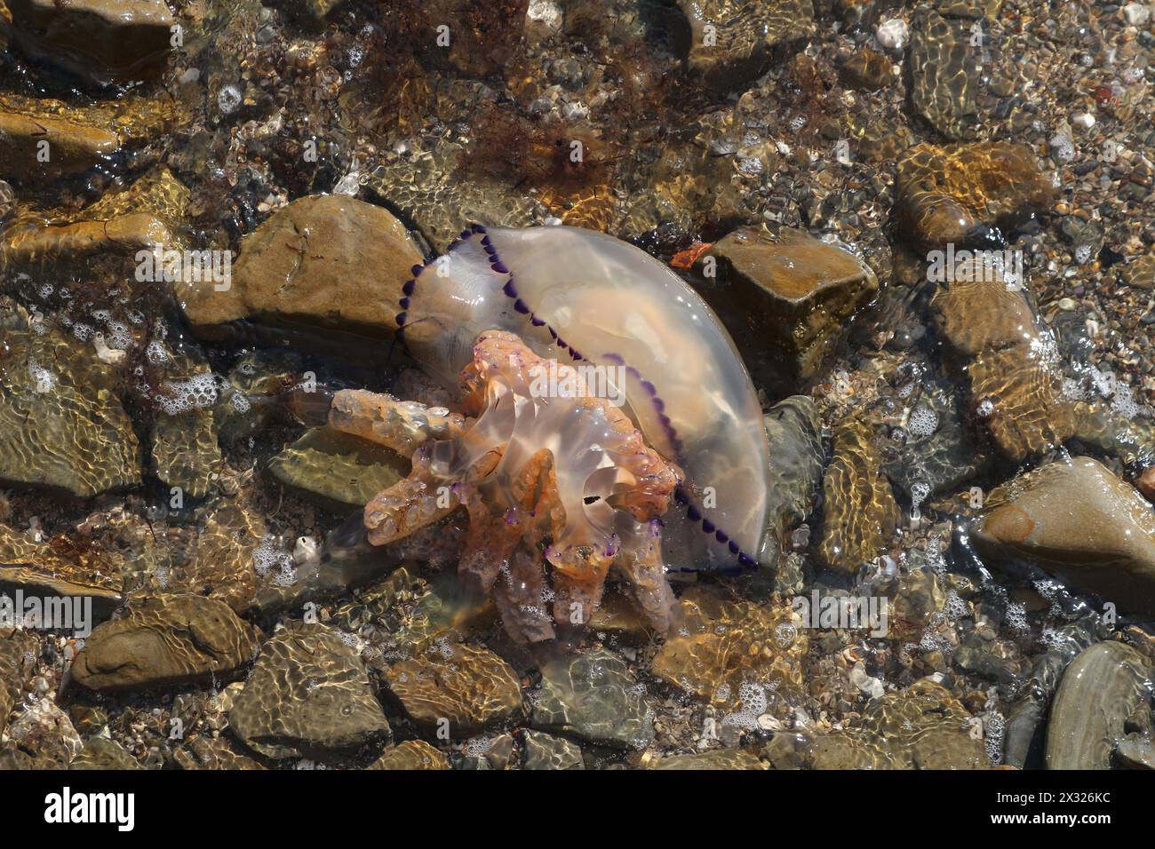 Giftquallen (Rhizostoma pulmo) am Steinstrand (Koper, Slowenien) Stockfoto