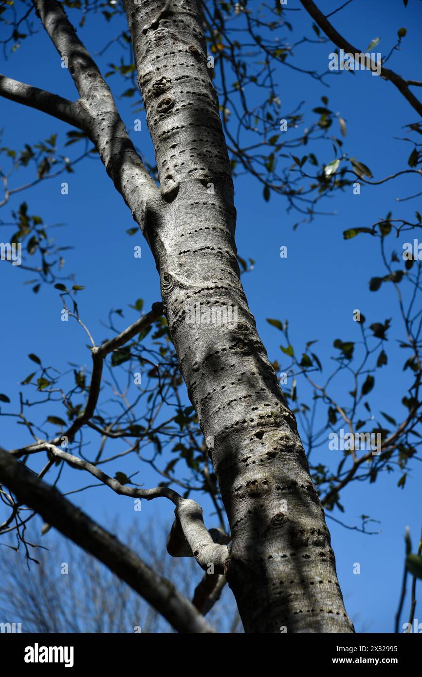 Reihen von Löchern, die Spechte an einem Baum im North Carolina Arboretum in Asheville, North Carolina, gemacht haben. Stockfoto