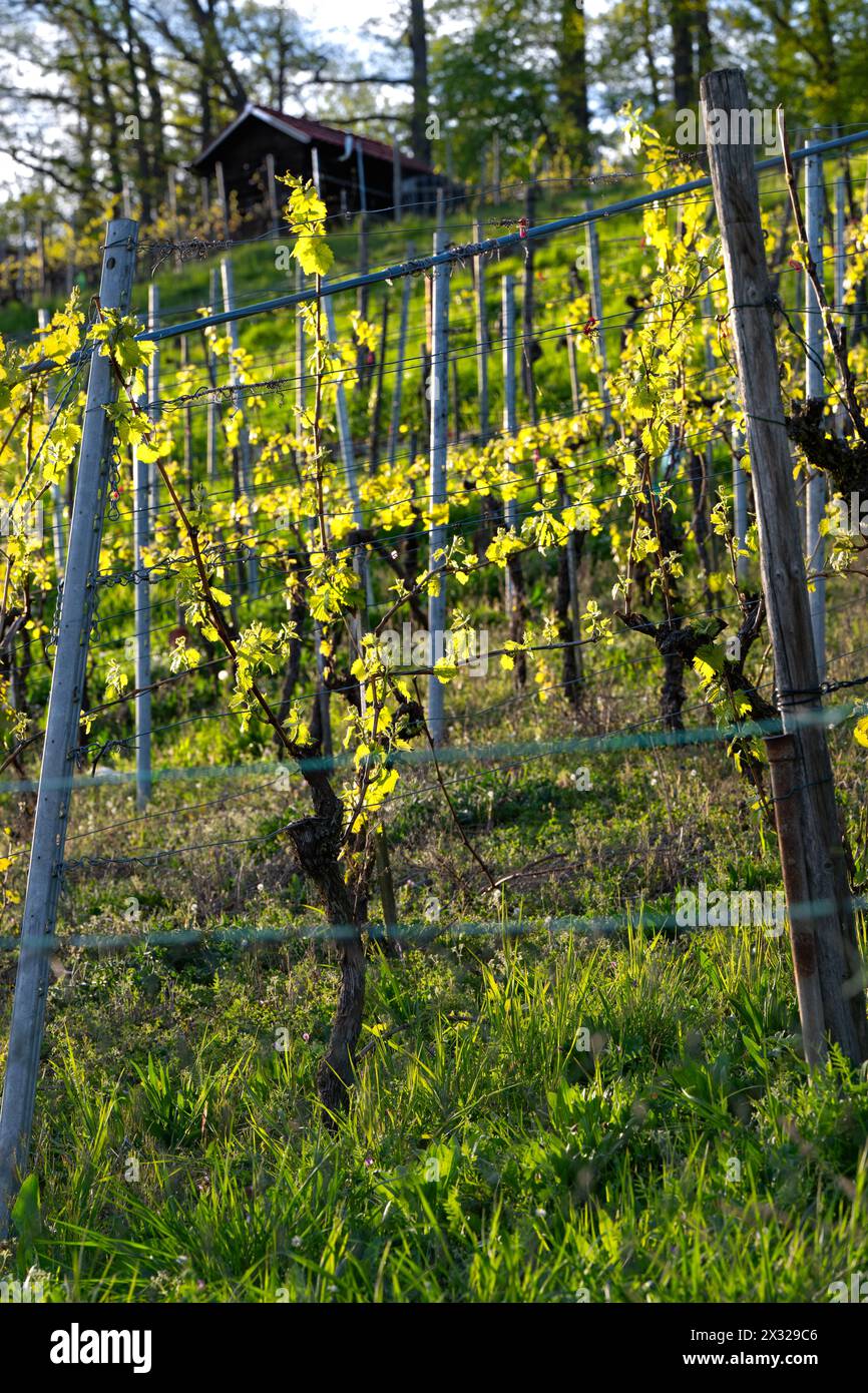 Frühling im Weinberg - Reben mit neuen Triebe und jungen Blättern in der Abendsonne. Stockfoto