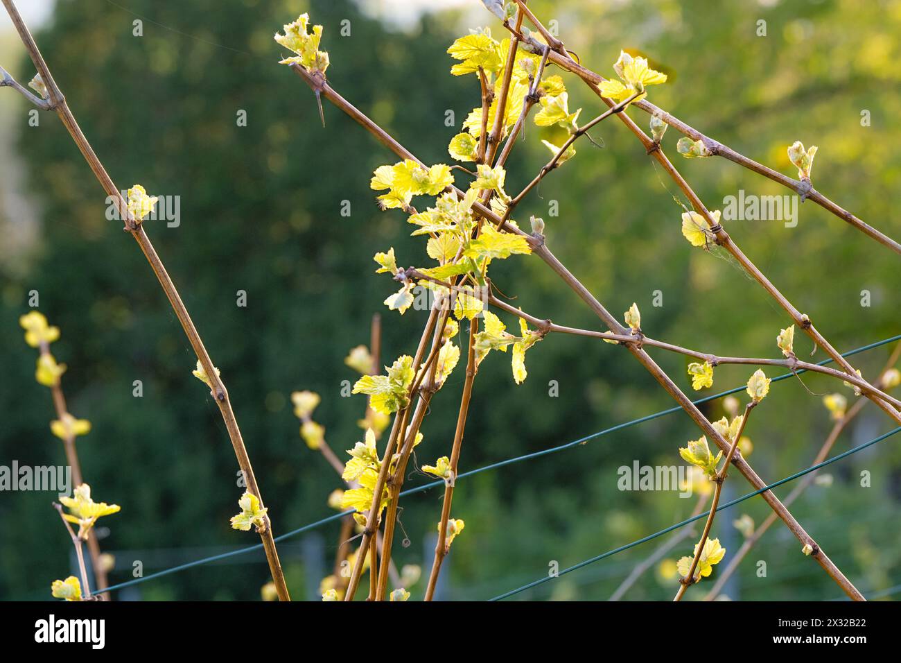 Erstes Grün im Weinberg: junge Triebe und frische Blätter im Abendlicht Stockfoto
