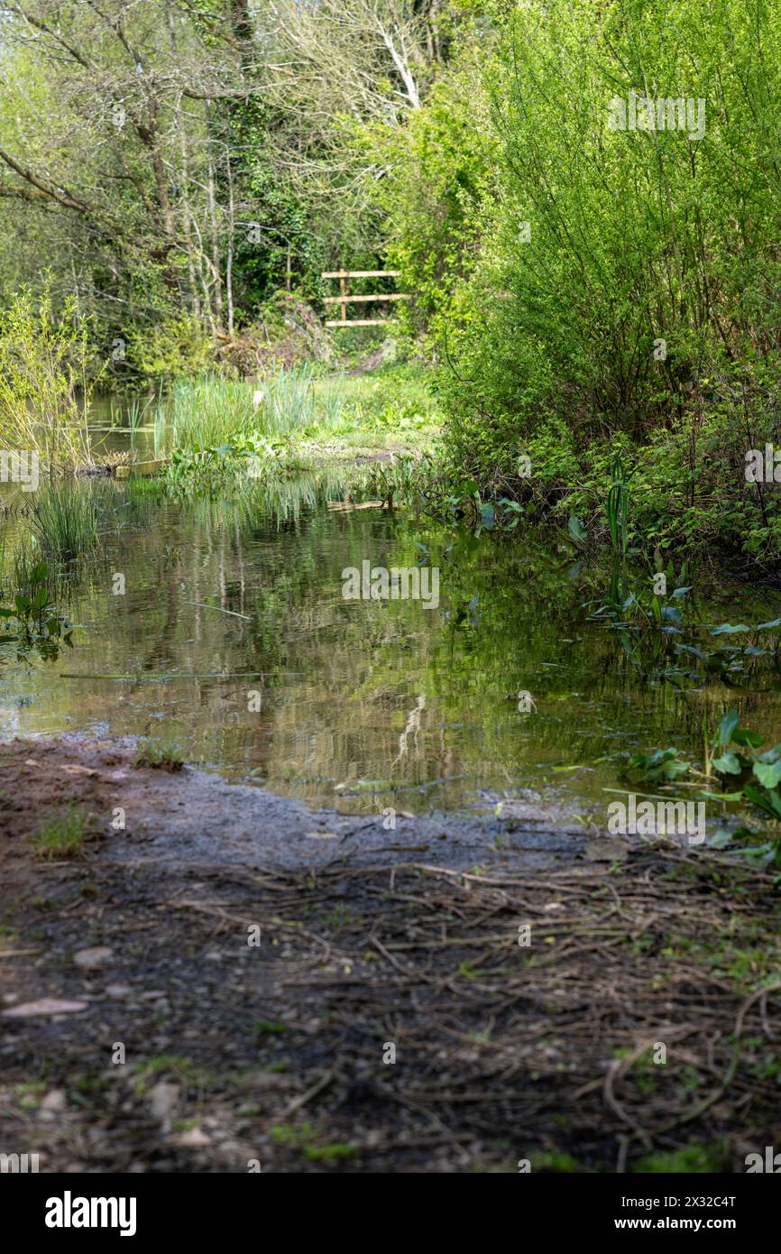 Überfluteter Pfad entlang eines Angelpools in der verfluteten Frühlingssonne. Stockfoto