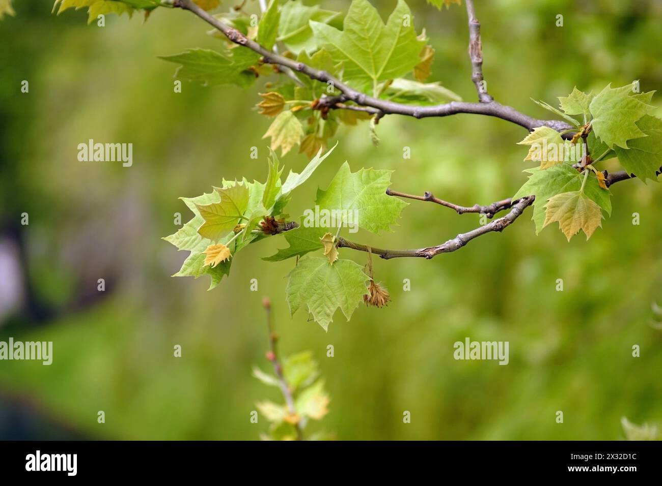 Verzweigung der Ebene mit den ersten kleinen Blättern auf grünem Hintergrund. Stockfoto