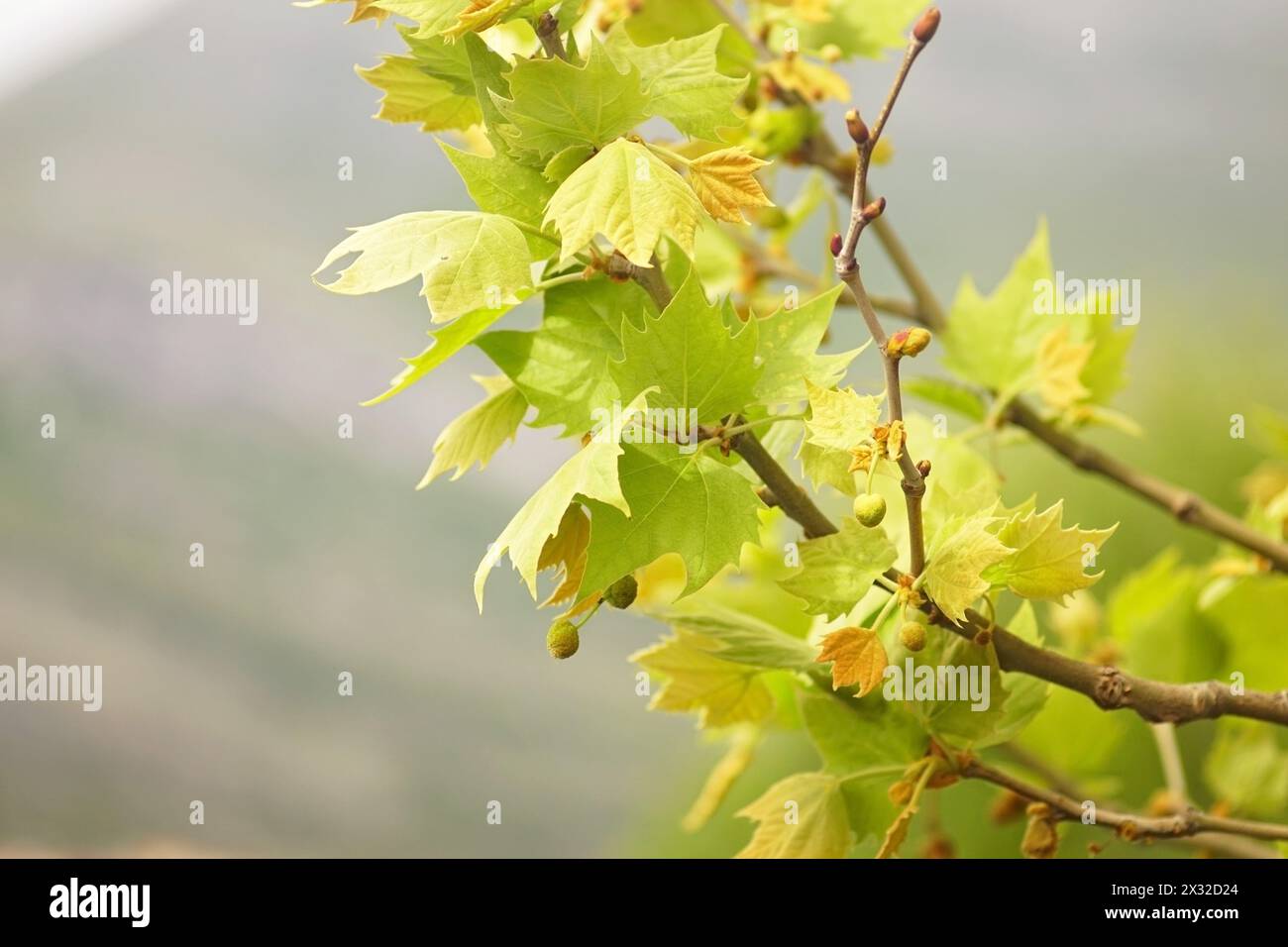 Platanus im Frühjahr: Baumzweig mit jungen Blättern in Nahaufnahme. Stockfoto