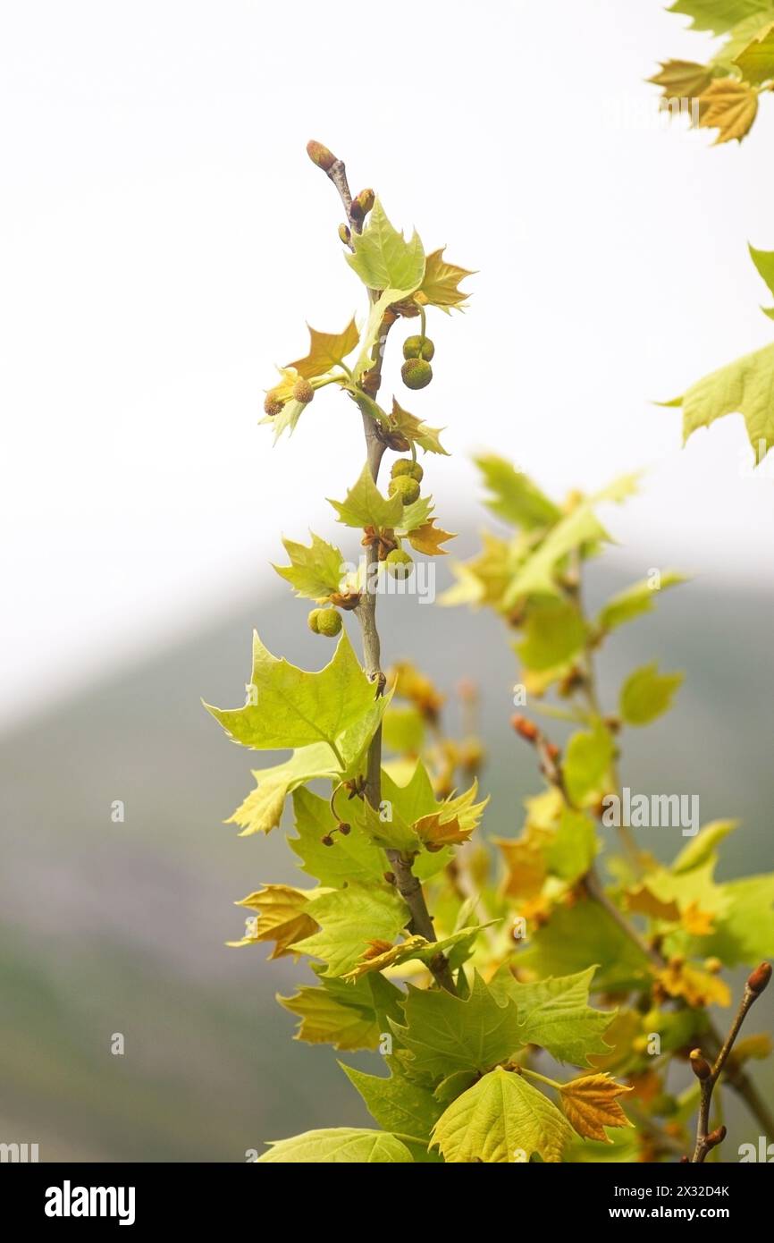 Sycamore-Baum im Frühjahr: Junge Blätter und Früchte auf einer Astnaht Stockfoto