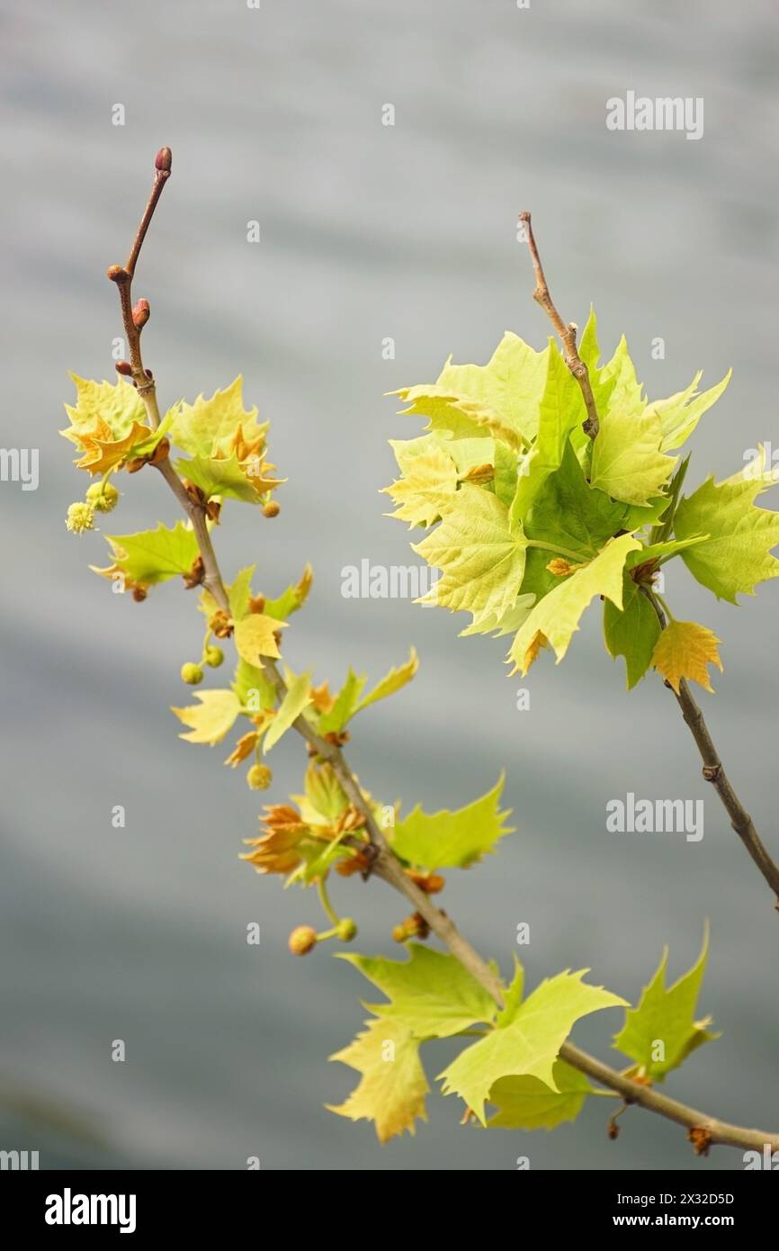 Platane Zweige mit frischen, kleinen Blättern auf einem Hintergrund aus Wasser Stockfoto