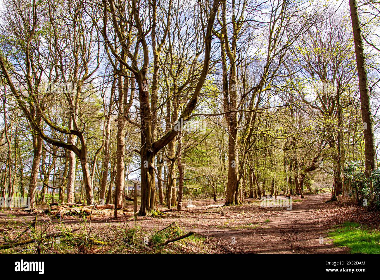 Dundee, Tayside, Schottland, Großbritannien. April 2024. Wetter in Großbritannien: Atemberaubender Frühlingssonnenschein mit wunderbarer Landschaft mit Wildtieren, natürlich geformten Bäumen, kleinen Teichen und verflochtenen Naturpfaden in Templeton Woods in der Nähe von Dundee in Schottland. Quelle: Dundee Photographics/Alamy Live News Stockfoto