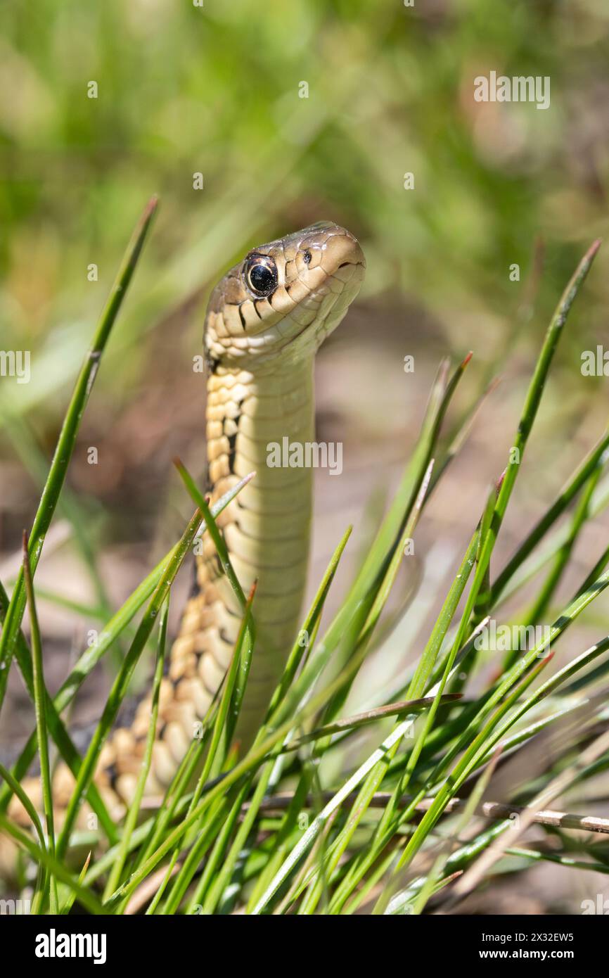 Während eine Schlange sich schlängelt, erhebt sie sich aus dem Gras und blickt direkt auf den Fotografen. Stockfoto