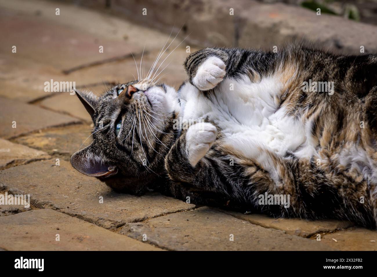 Ein Tabby und eine weiße Katze, die mit den Pfoten hoch auf dem Boden liegt Stockfoto
