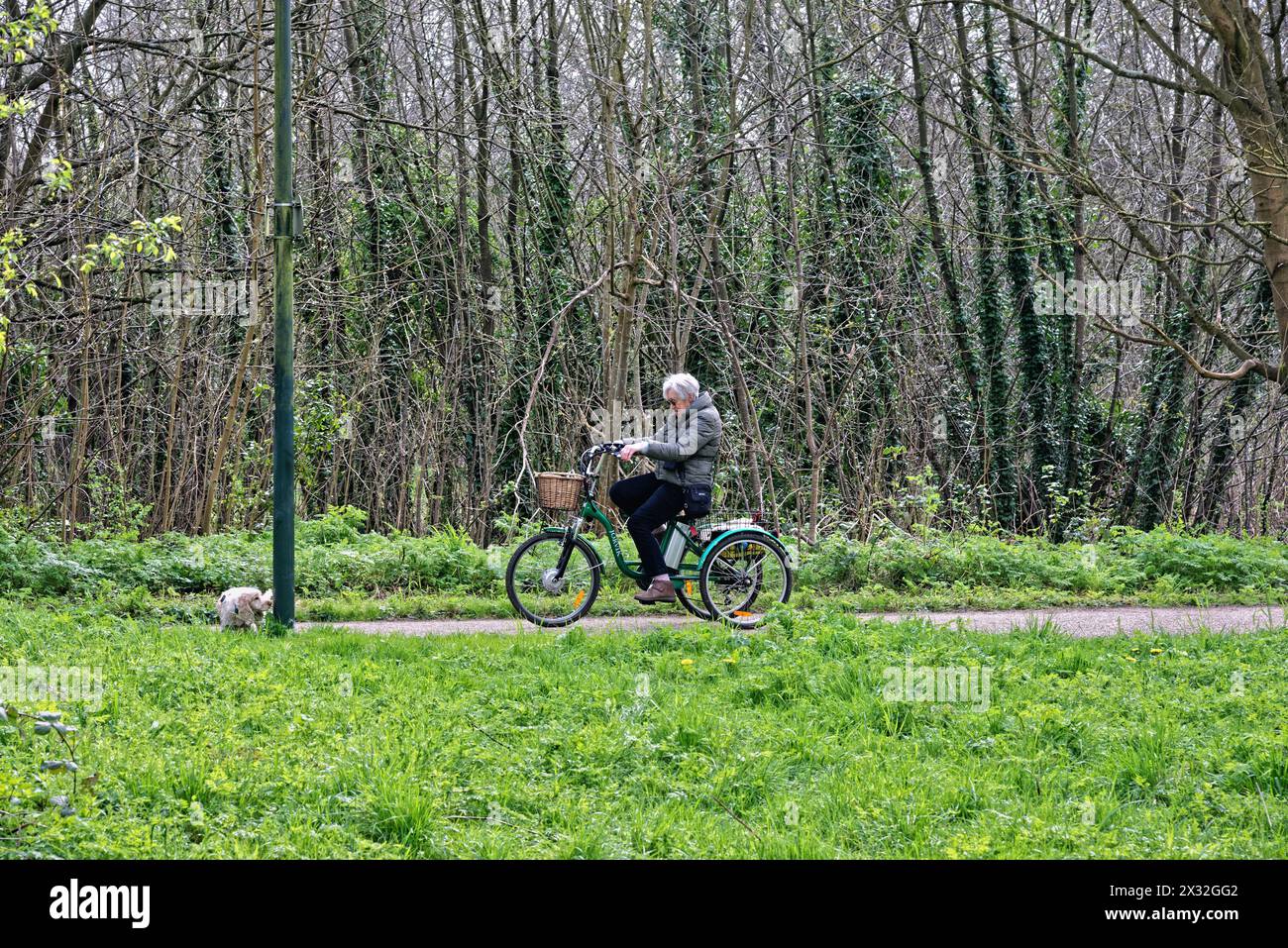 Eine ältere Dame, die ein elektrisches Jorvik-Dreirad in einem Park in Teddington, Greater London, England, fährt Stockfoto
