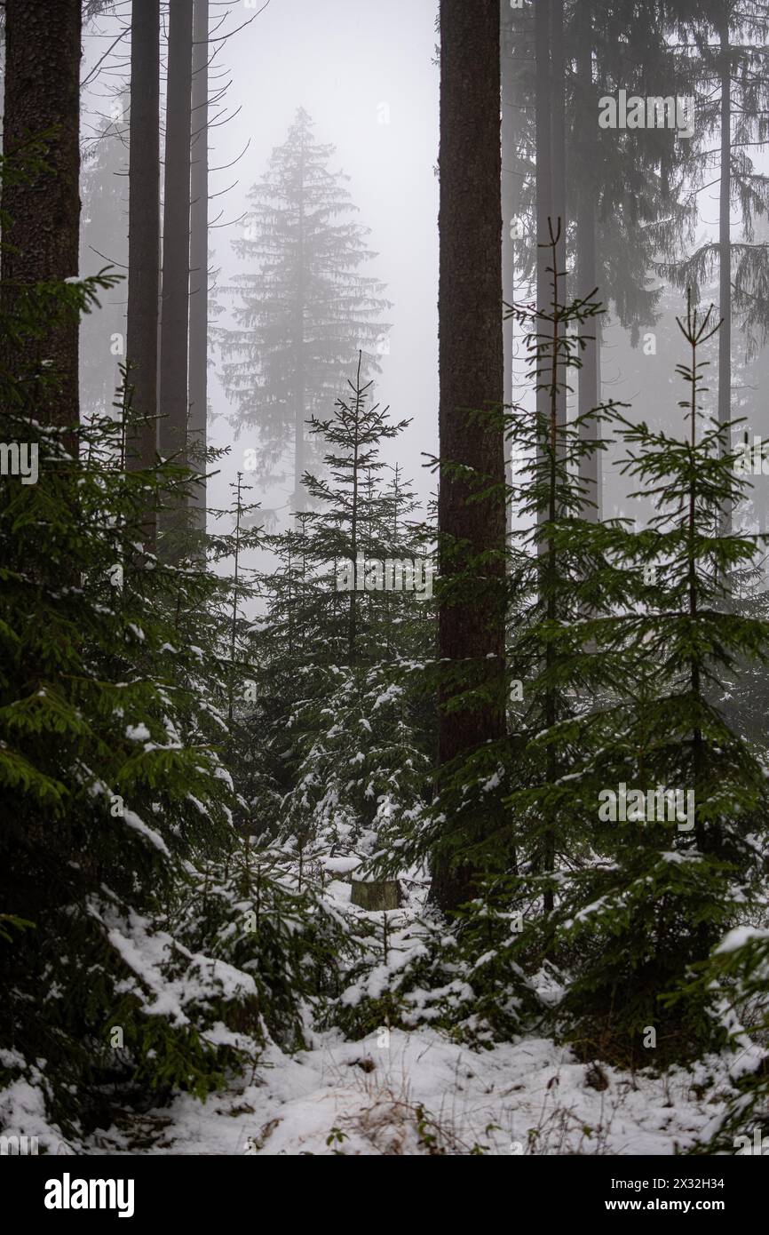 Botanik, Fichte (Picea abies), VORSICHT! FÜR DIE VERWENDUNG VON GREETINGCARD/POSTKARTEN IN DEUTSCHSPRACHIGEN LÄNDERN GELTEN MÖGLICHERWEISE BESTIMMTE EINSCHRÄNKUNGEN Stockfoto