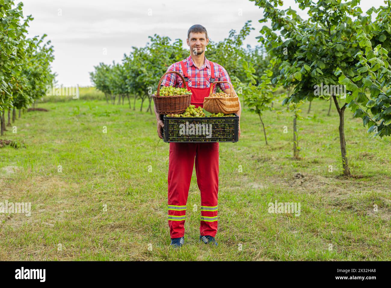 Ein glücklicher Landwirt zeigt gute Ernte roher Haselnüsse und hält eine volle Plastikkiste in den Händen im Garten. Haselbaumreihen. Agronomist, der reife Nüsse anbaut Stockfoto