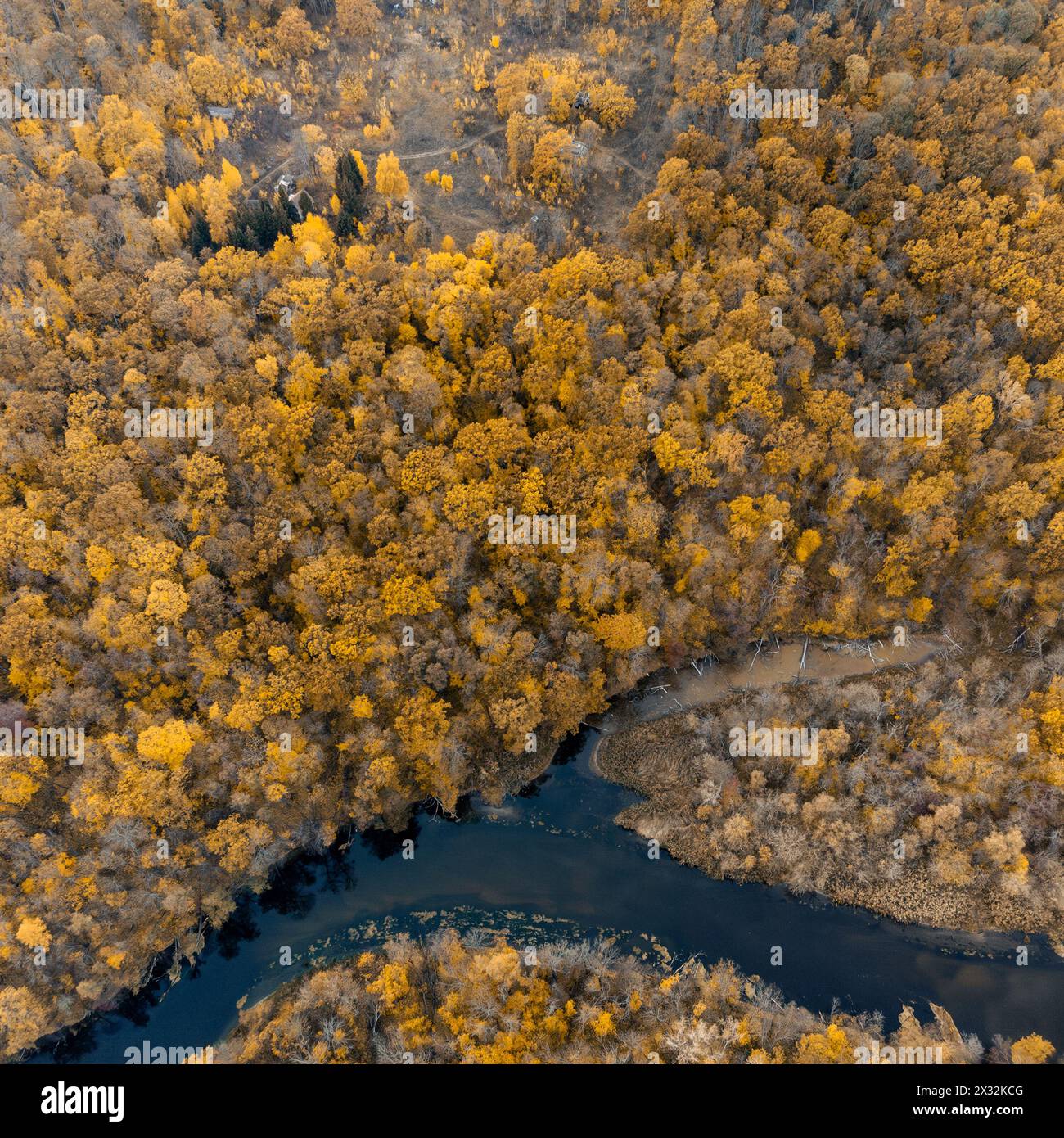 Herbstlicher Luftblick auf die Flusskurve in gelb bewaldeten Ufern. Herbstliche Natur mit goldenen Bäumen auf Uferhügeln Stockfoto
