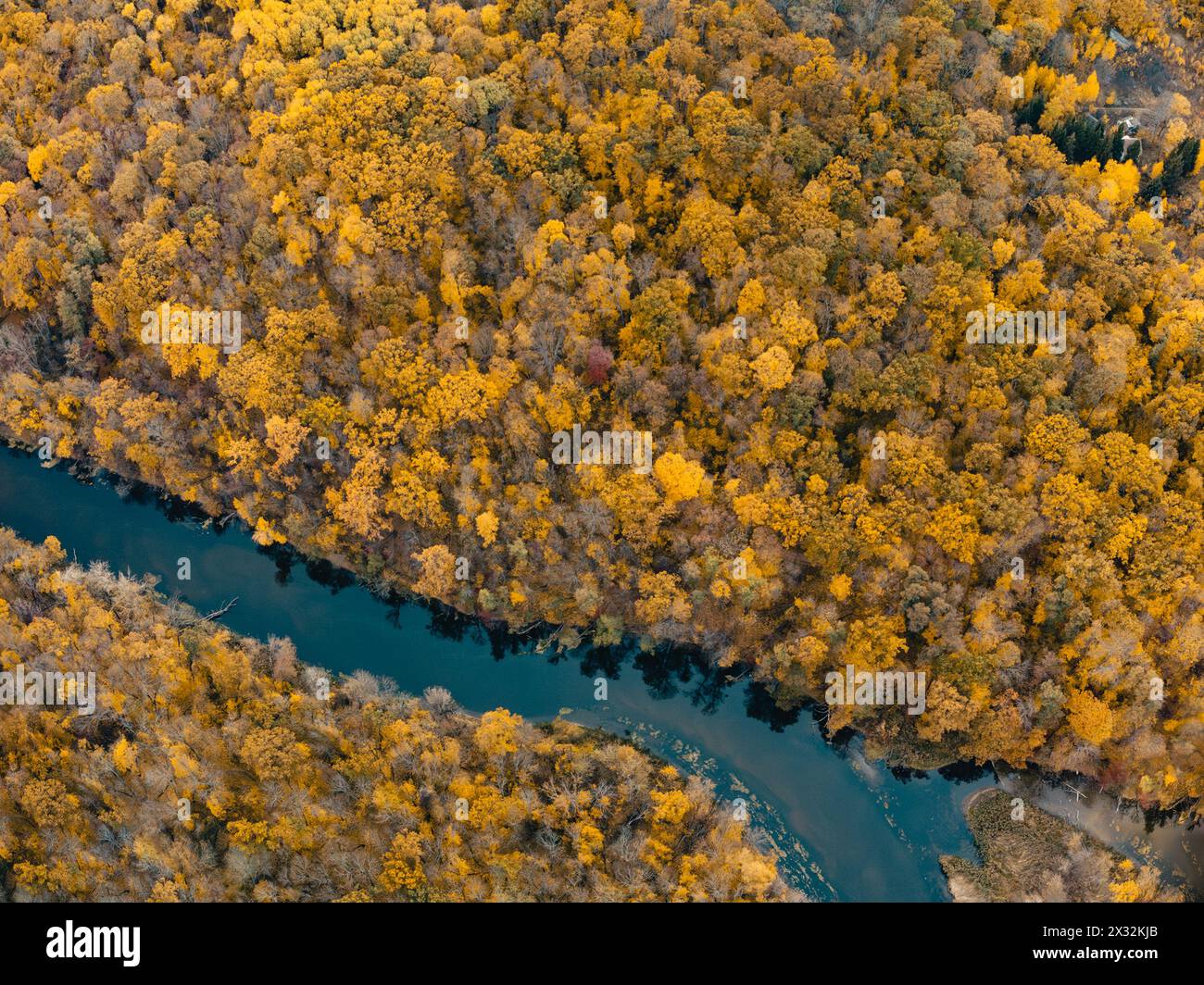 Herbstlicher Luftanblick auf den Fluss in gelbem Wald. Herbstliche Natur mit goldenen Bäumen auf Uferhügeln Stockfoto