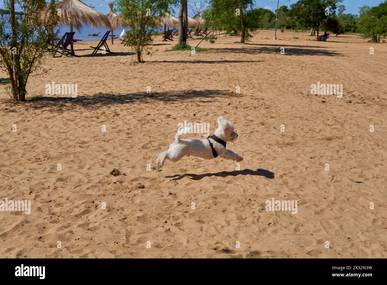 Weißer Pudelhund, der an einem sonnigen Tag in der Luft im Sand am Strand läuft. Urlaub mit Haustieren Stockfoto