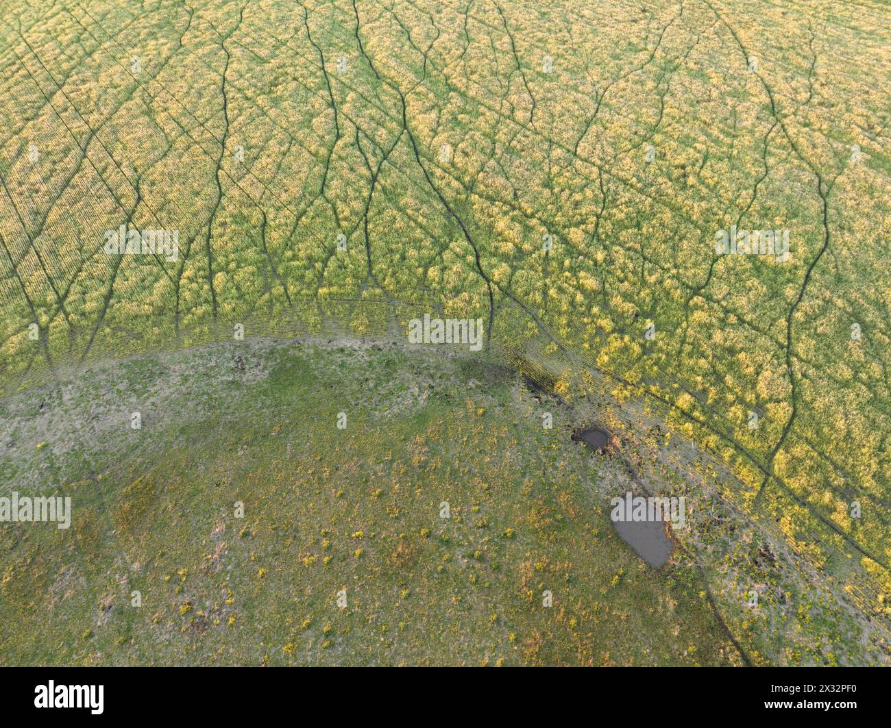 Eine trockene Lagune mit dem Wanderweg der Tiere in einem Feld der argentinischen Pampas bei Sonnenuntergang, Las Flores, Provinz Buenos Aires, Argentinien. Stockfoto