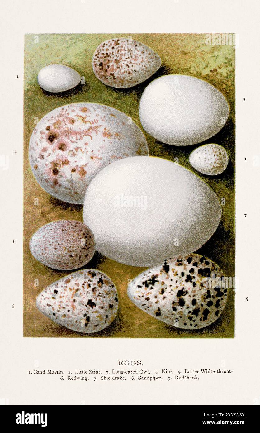 Vintage-Illustration von Eiern der Wildvögel. Vogelkunst aus dem 19. Jahrhundert. Stockfoto