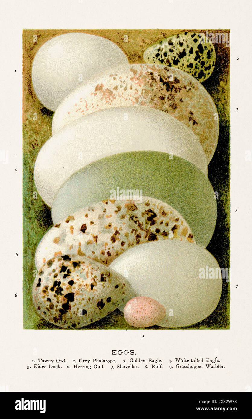 Vintage-Illustration von Eiern der Wildvögel. Vogelkunst aus dem 19. Jahrhundert. Stockfoto