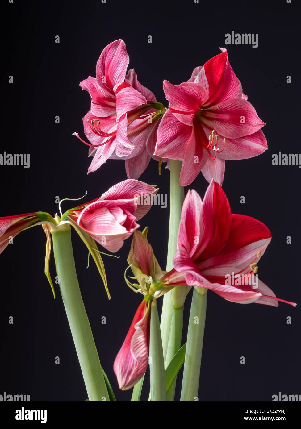 Hippeastrum oder amaryllis „Gervase“ Blüten aus nächster Nähe und isoliert vor dunklem Hintergrund - ein dramatischer Blumenaufsatz für Winterinterieurs Stockfoto