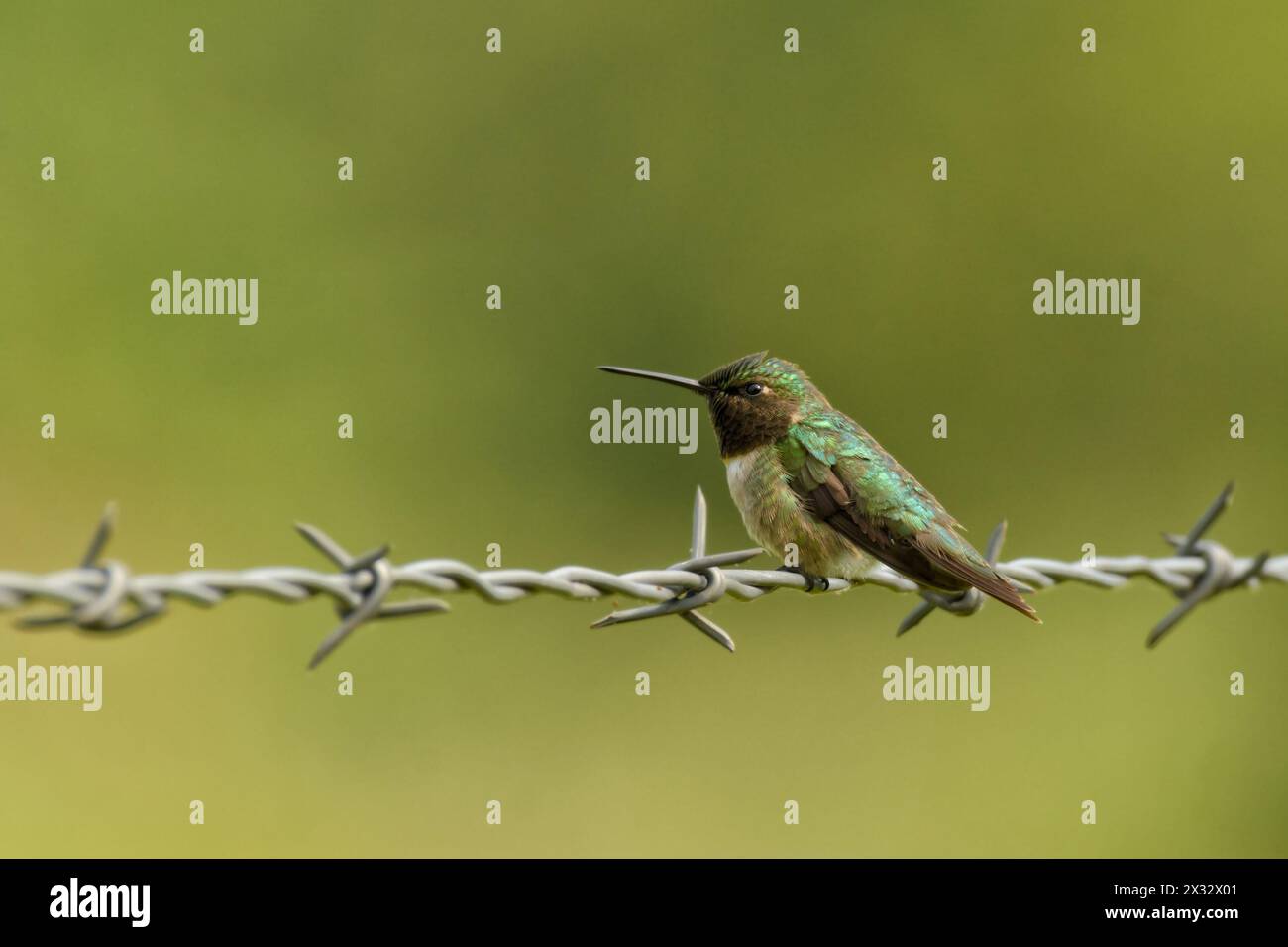 Männlicher Kolibri, der auf einem Stacheldrahtzaun ruht, verflucht Stockfoto