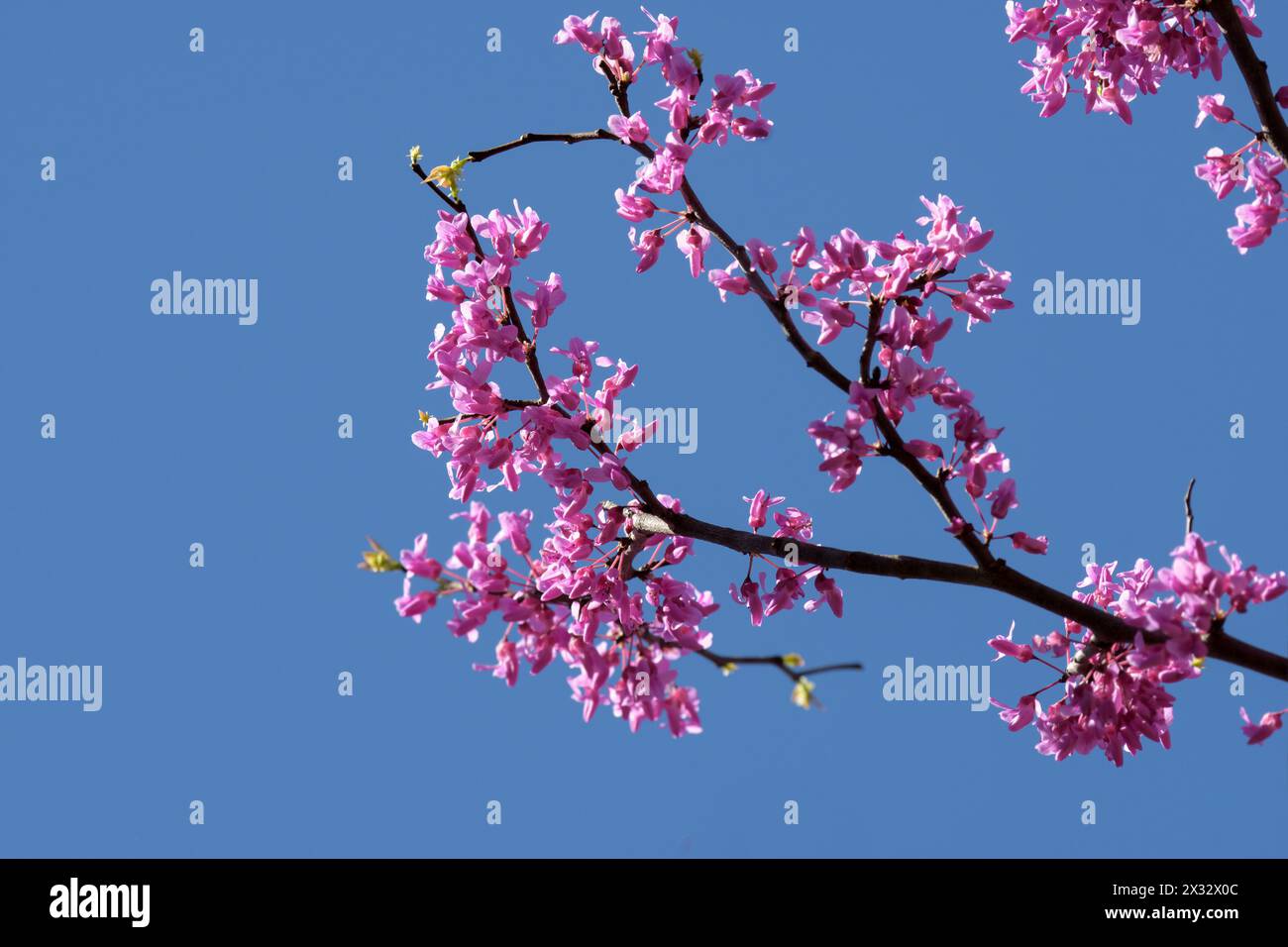 Östlicher Redbud-Zweig mit rosa Blütenhaufen, am blauen Himmel im Frühjahr Stockfoto
