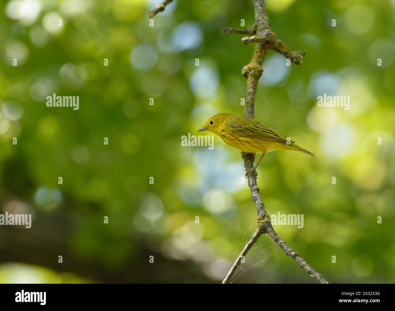 Männlicher gelber Warbler, der im Frühjahr auf einem moosigen Zweig sitzt Stockfoto