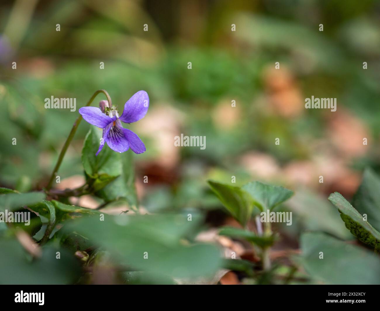 Einzelne süße Violettblume (Viola odorata) nahe auf einem Waldboden vor einem verschwommenen Hintergrund aus Blättern Stockfoto