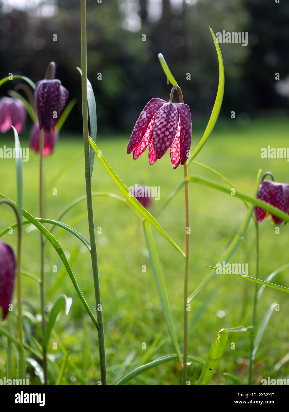 Nahaufnahme einer hinterleuchteten violetten Fritillaria meleagris (Schlangenkopf-Fritillary) Blume auf einem hohen, in Gras eingebürzten Stiel mit ihrem Schachbrettmuster Stockfoto