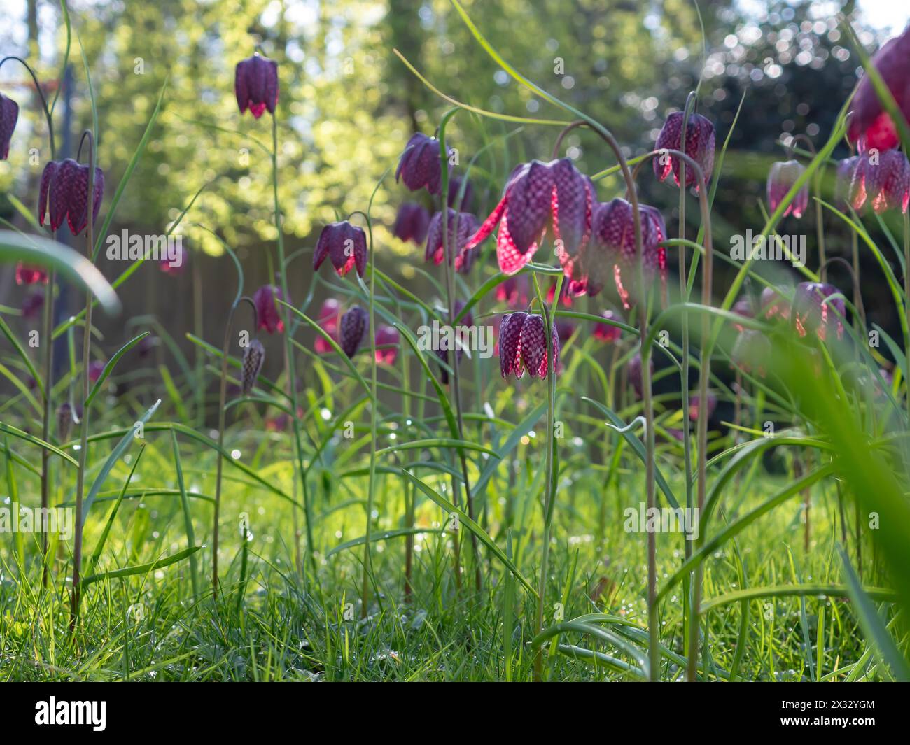 Eine Nahaufnahme auf Augenhöhe von violetten Fritillaria meleagris (Schlangenkopf-Fritillary) Blüten, die in der Frühlingssonne in Rasen oder Wiesengras eingebürgert wurden Stockfoto