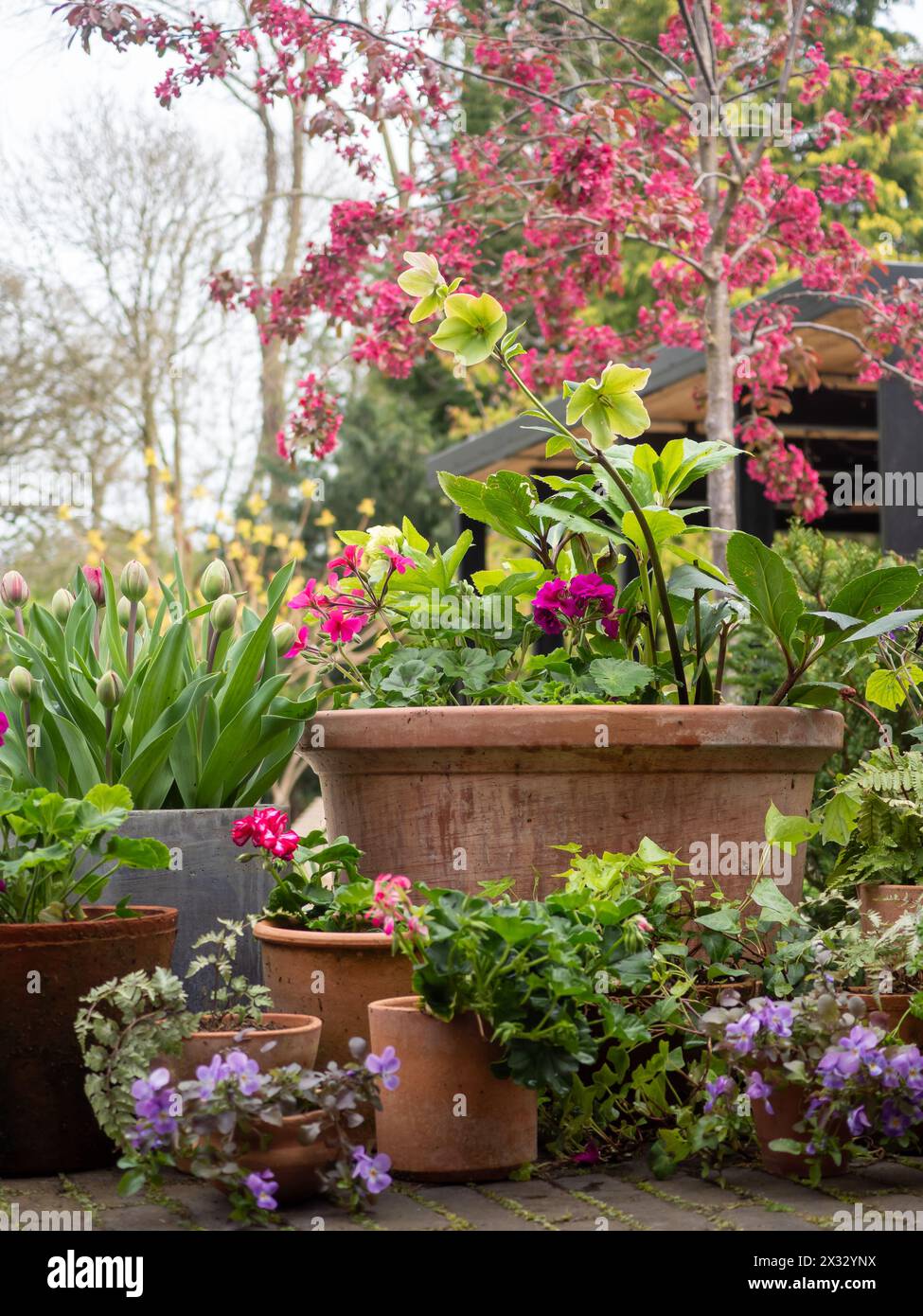 Eine Ausstellung von Gartentöpfen im Frühjahr mit rosa Krabbenapfelblüten im Hintergrund, die mehrstöckige Gartenarbeit auf kleinem Raum zeigen Stockfoto