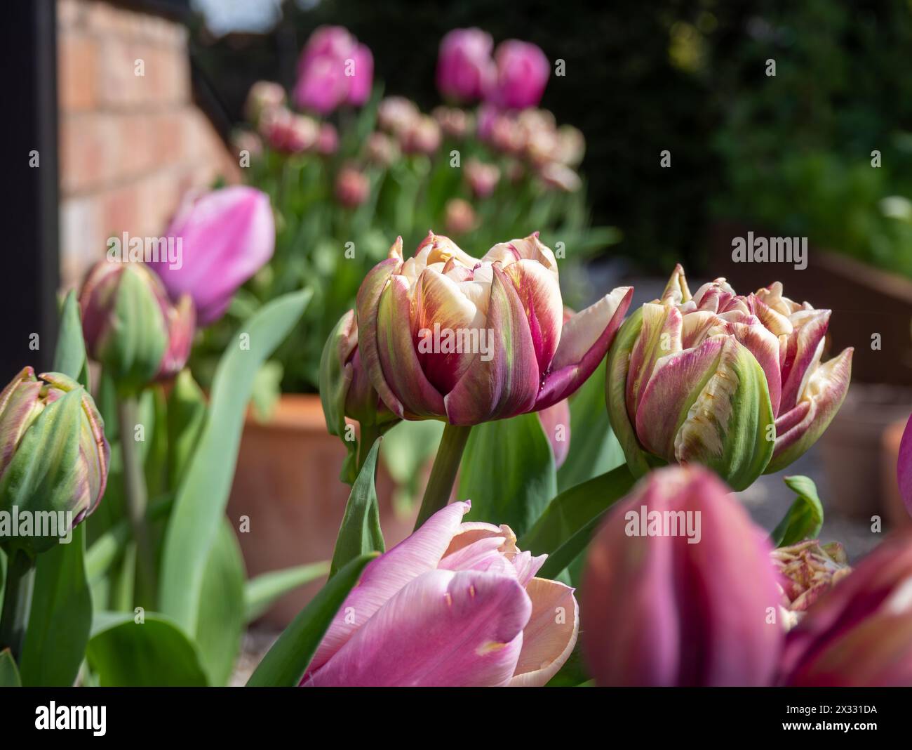 Doppel-Tulpe 'Wyndham' und Tulpe 'Holland Beauty' in Terrakottatöpfen, kostenlose Sorten in gereiften, Vintage-Tönen in Rosa, Elfenbein und Burgunderrot Stockfoto