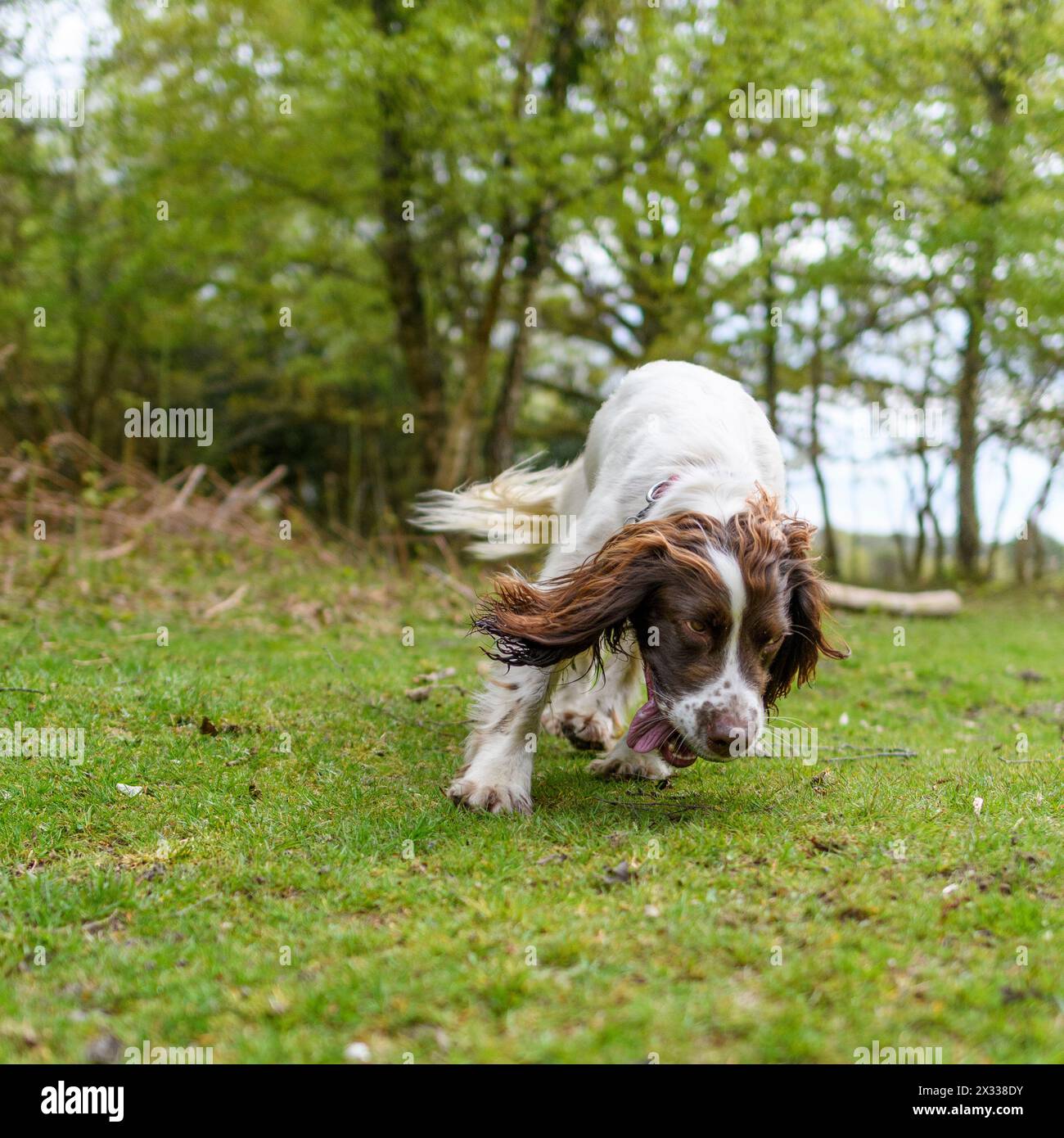 Springer Spaniel Hund, braun und weiß, auf der Jagd nach einem Duft, rennend Stockfoto