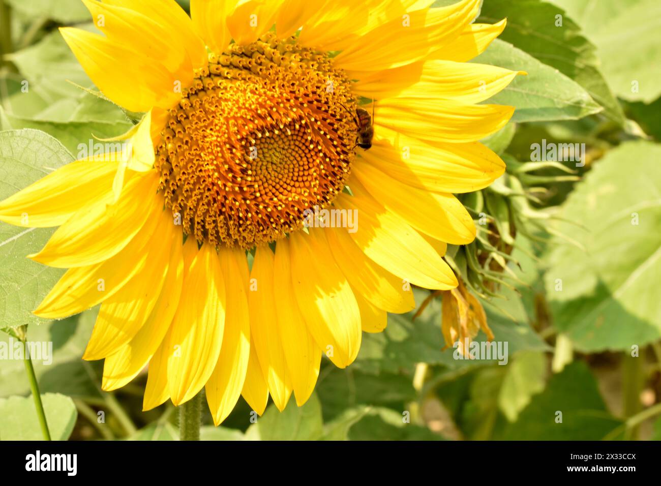 Das Bild zeigt einen Korb blühender Sonnenblumen aus der Nähe. Eine Biene kriecht über die Sonnenblumen. Stockfoto