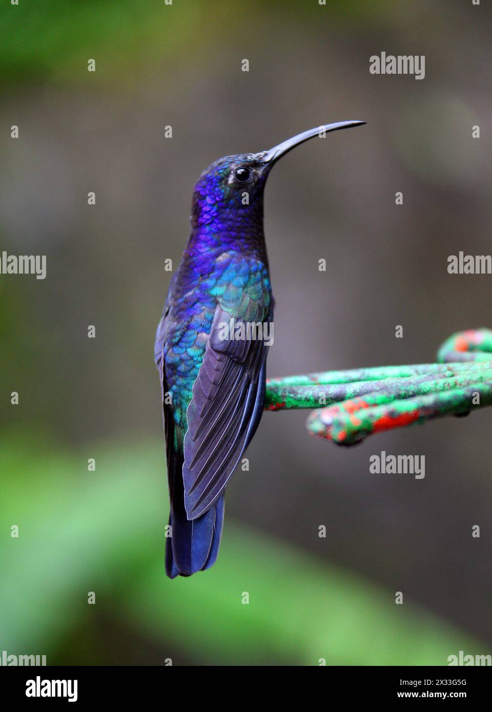 Veilchensäbel, Campylopterus hemileucurus, Trochilidae. Monteverde, Costa Rica. Großer Kolibri. Stockfoto