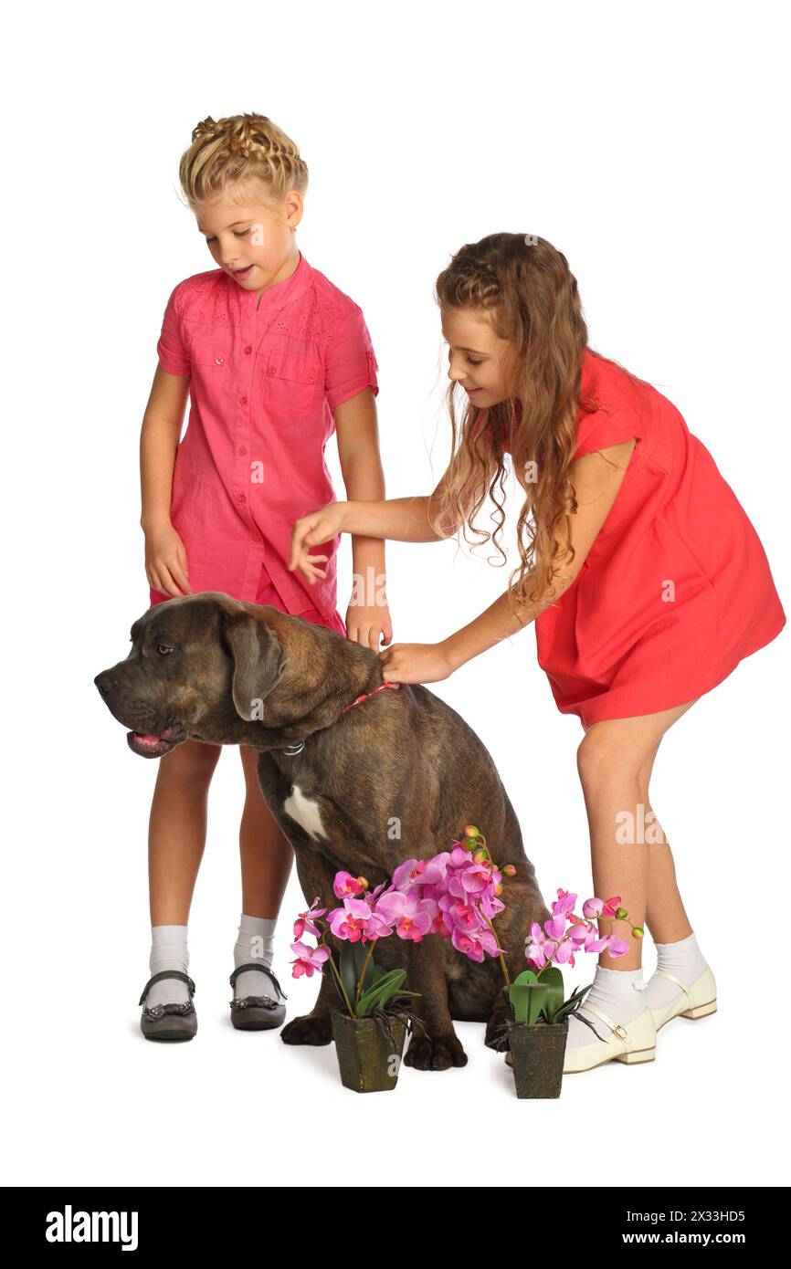 Zwei schöne Mädchen und ein großer Hund mit Orchideen in Töpfen isoliert auf weiß Stockfoto