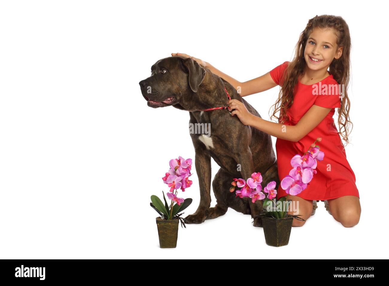 Glückliches, schönes Mädchen in rotem Kleid streichelt einen großen Hund neben Orchideen in Töpfen isoliert auf weiß Stockfoto