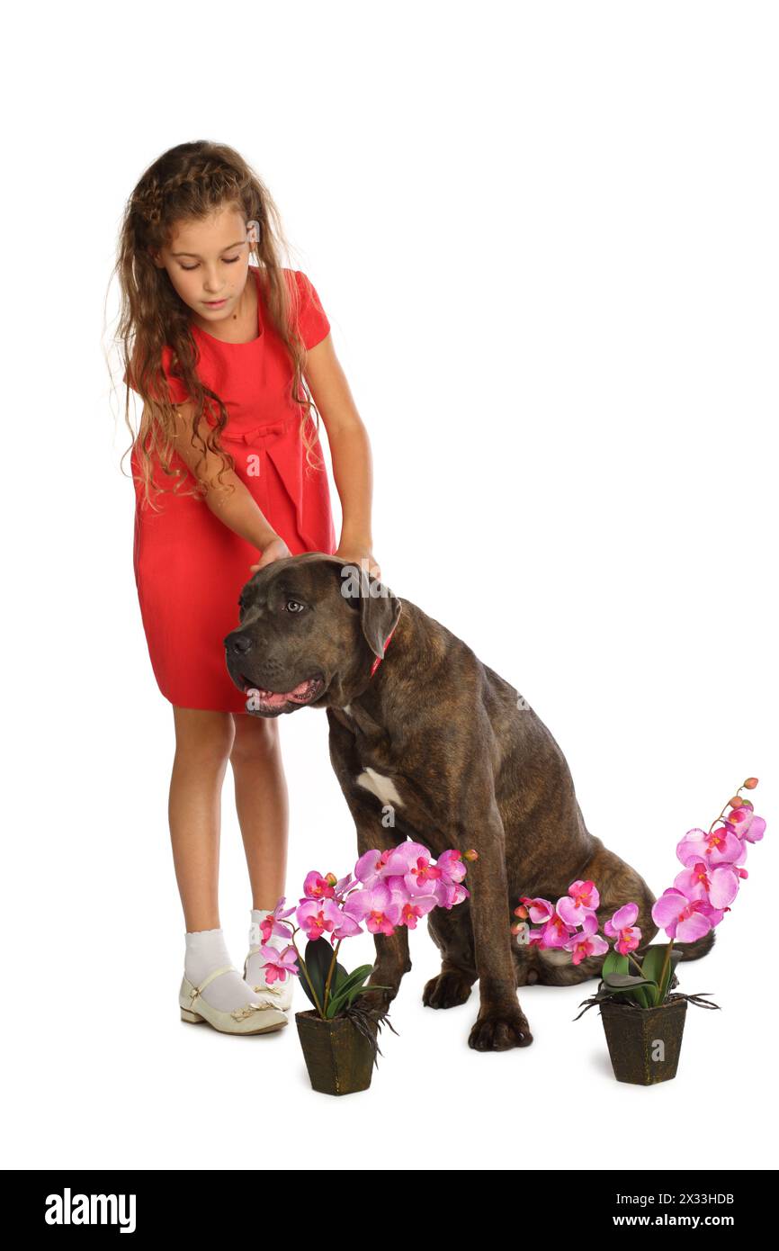 Schönes Mädchen in rotem Kleid streichelt einen großen Hund in der Nähe von Orchideen in Töpfen isoliert auf weiß Stockfoto